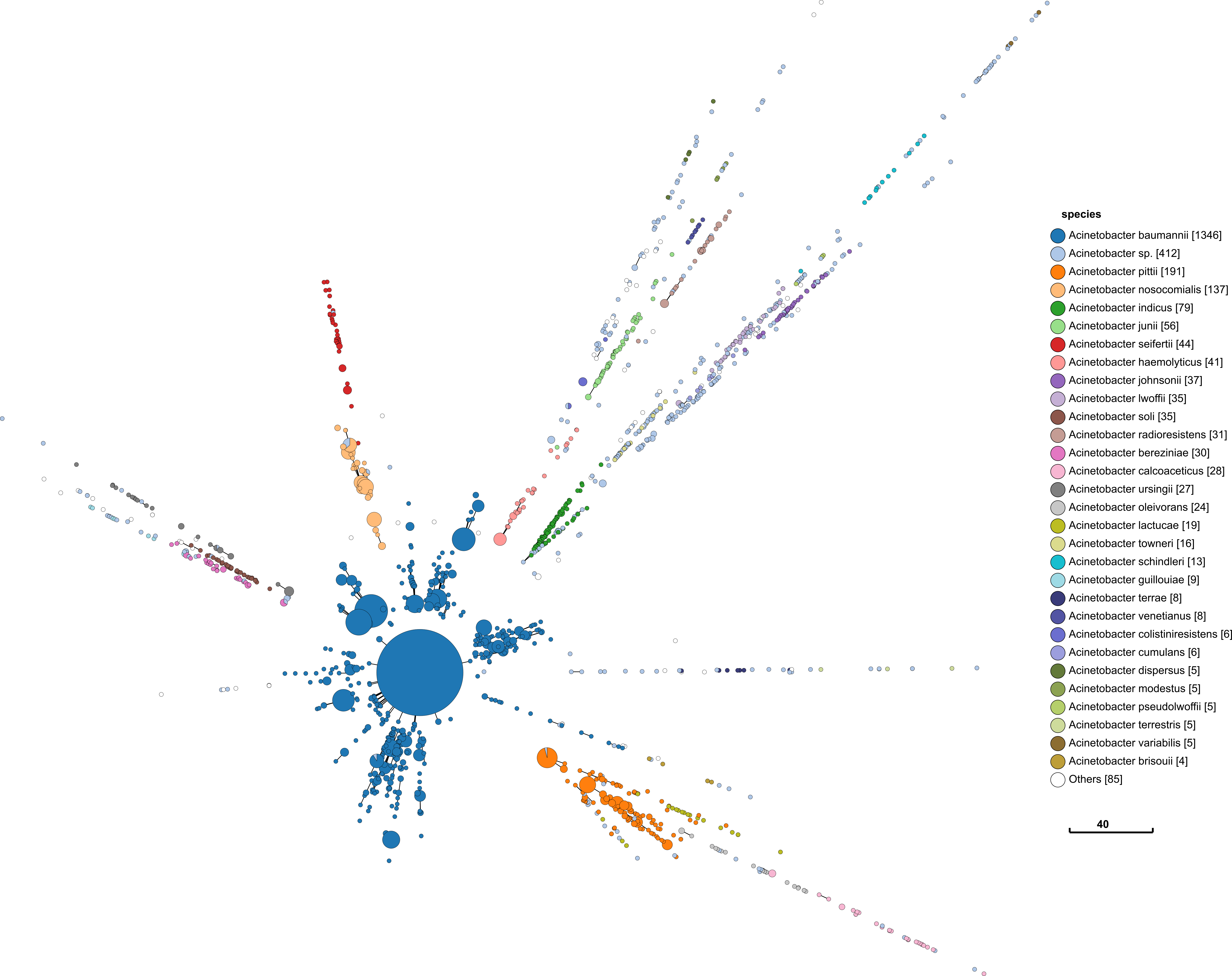 Acinetobacter with rMLST